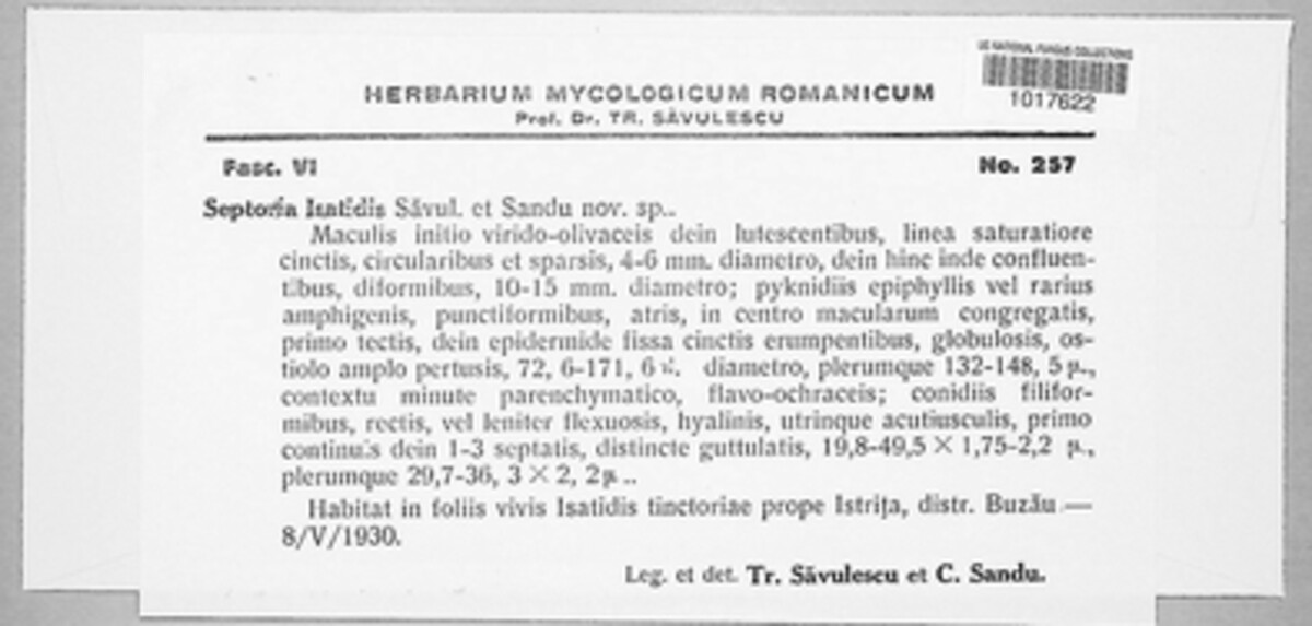 Septoria isatidis image